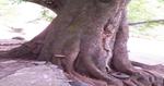 하동범왕리푸조나무(줄기)