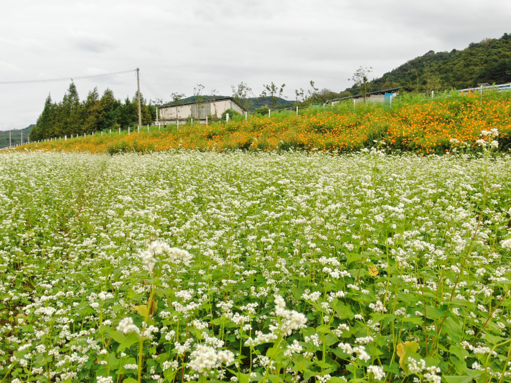 Hadong Bukcheon Cosmos & Buckwheat Flower Festival