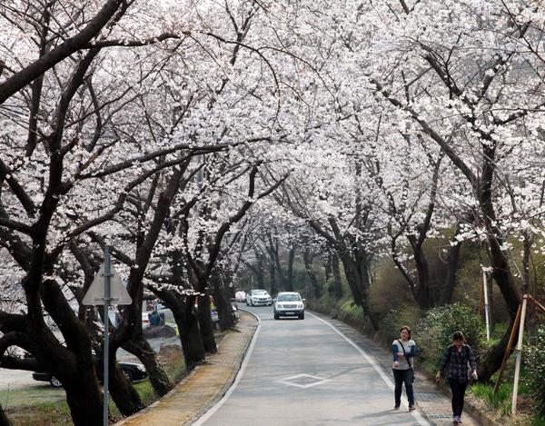 하동군, 4월 1∼3일 벚꽃축제·화개장터 개장…문화공연·벚꽃가요제 등 풍성