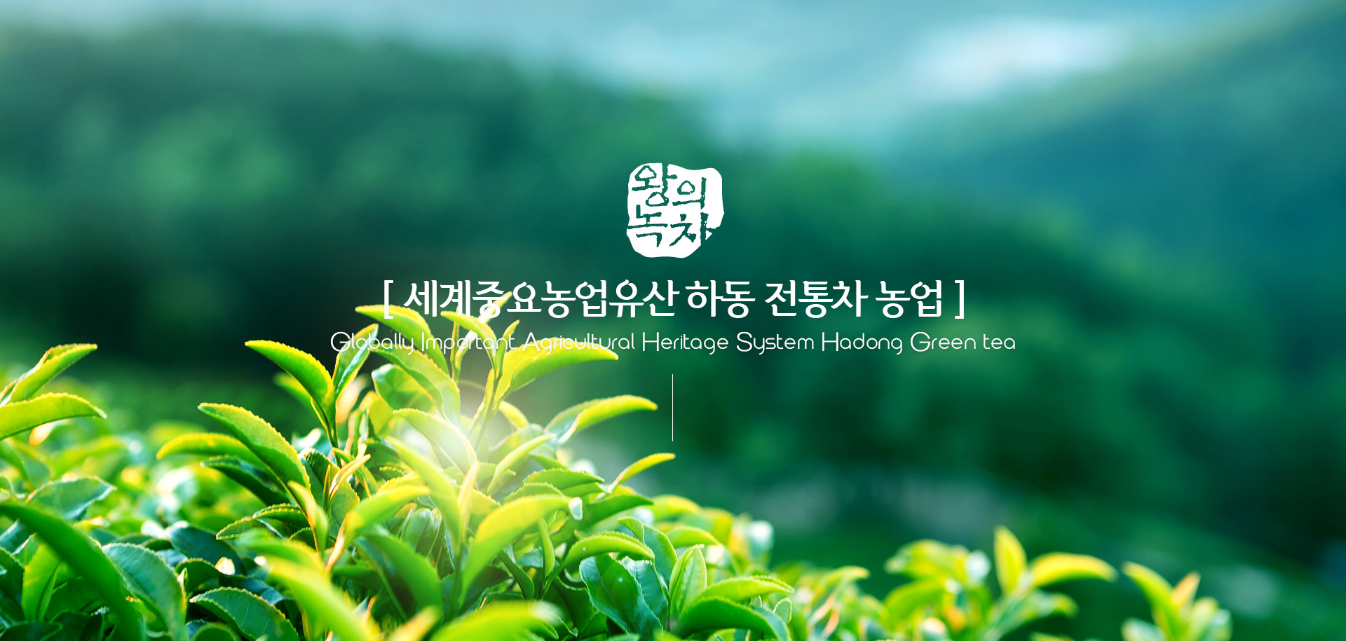 [ 세계중요농업유산 하동 전통차 농업 ] Globally Important Agricultural Heritage System Hadong Green Tea