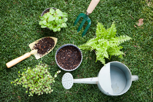 Use tea debris as fertilizer of flowerpot.