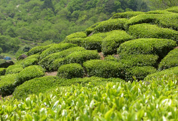Hadong Green Tea
