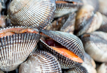 Ark Clam (Blood Cockle)
