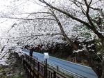 “제26회 화개장터 벚꽃축제”와 함께 해“봄”