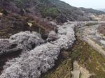 “제26회 화개장터 벚꽃축제”와 함께 해“봄”