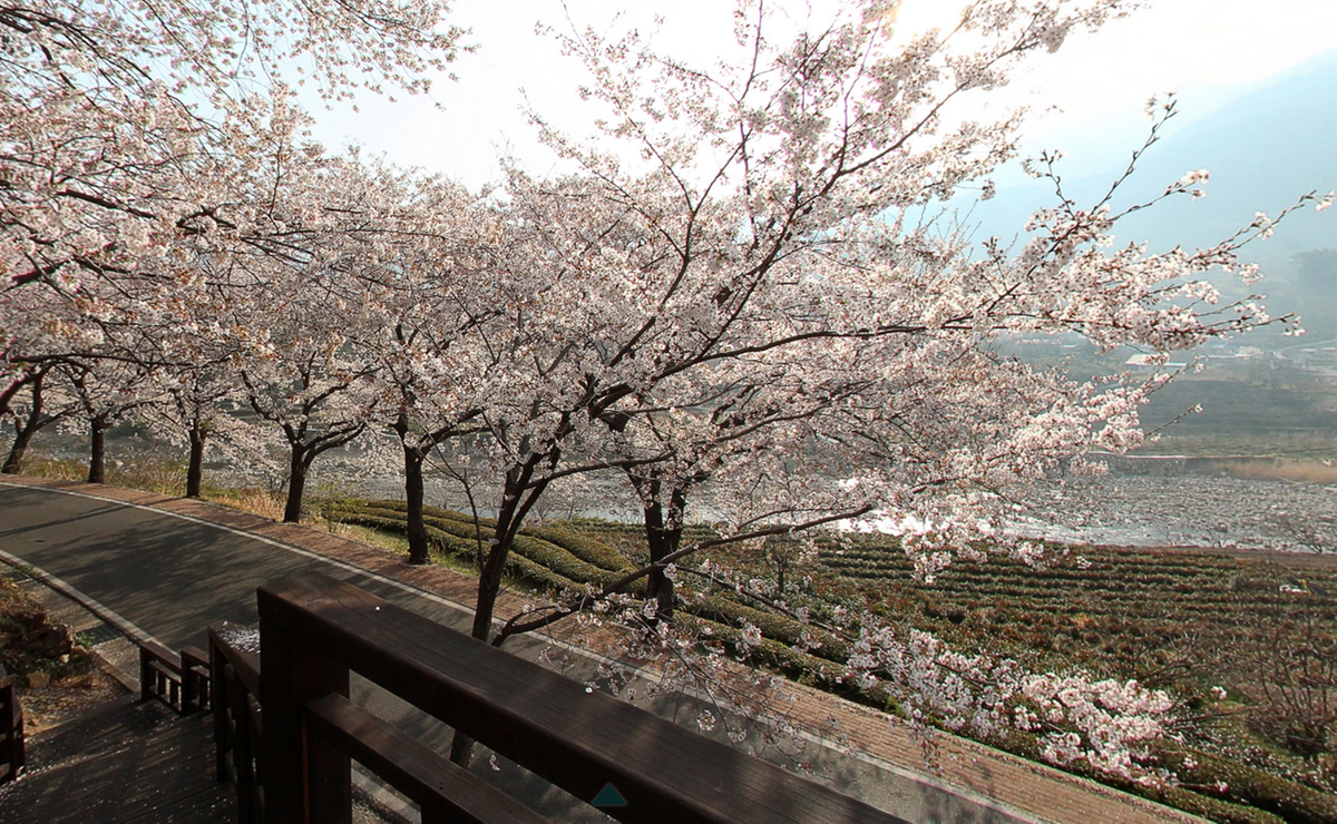 花開市場(ファゲジャント)十里の桜
