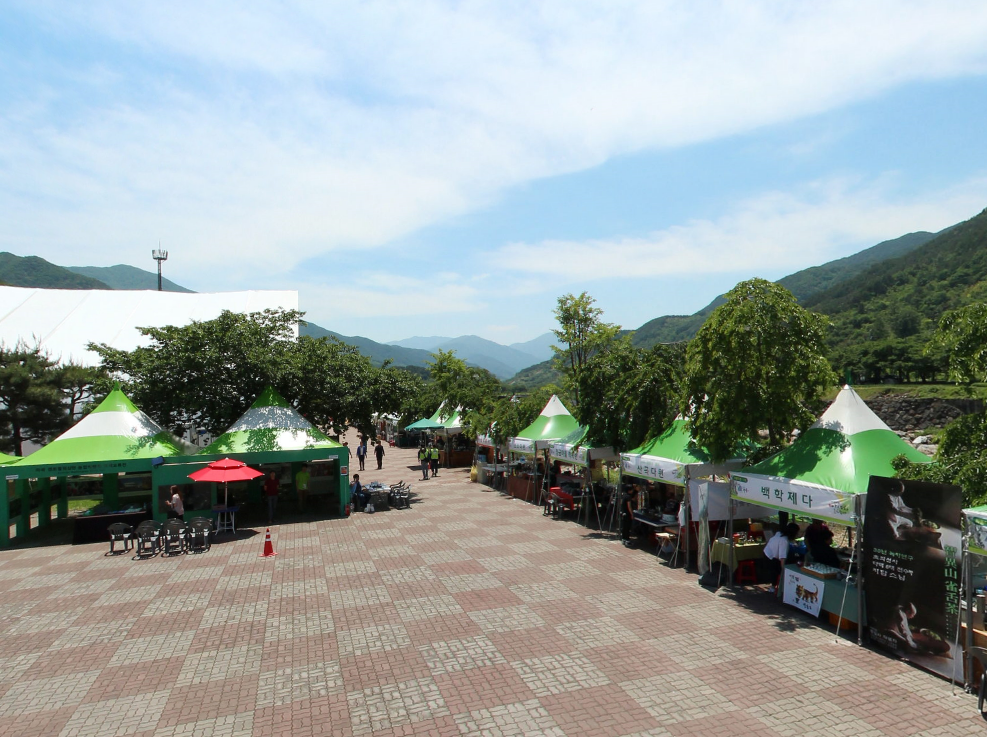 Hadong Wild Tea Cultural Festival