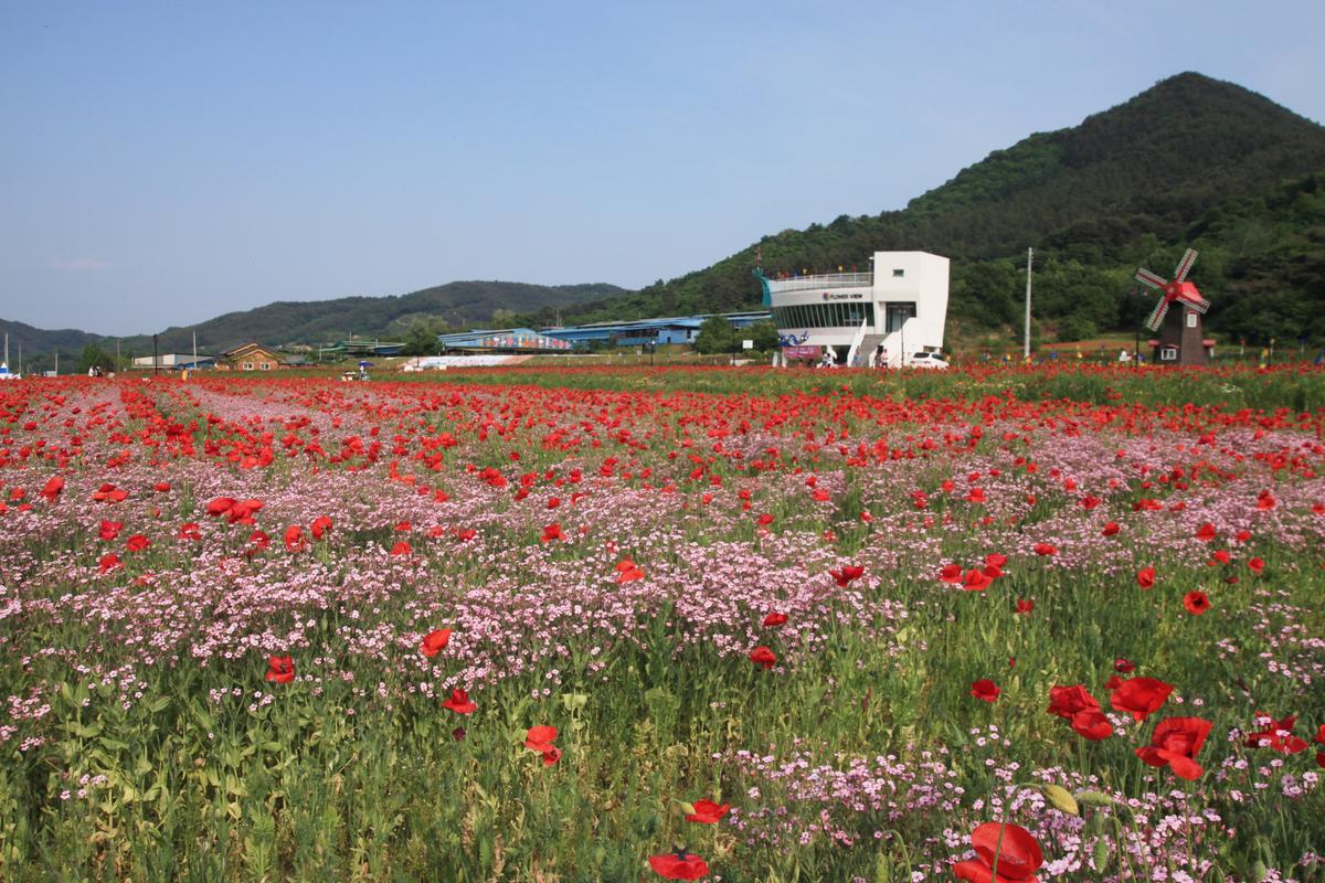 Hadong Bukcheon Poppy Flower Festival