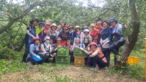 하동군, 여성단체협의회 회원 30여명 하동읍 서재마을 매실수확 봉사활동