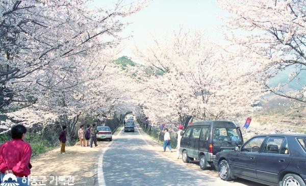 1993.04.05.화개장터벚꽃축제