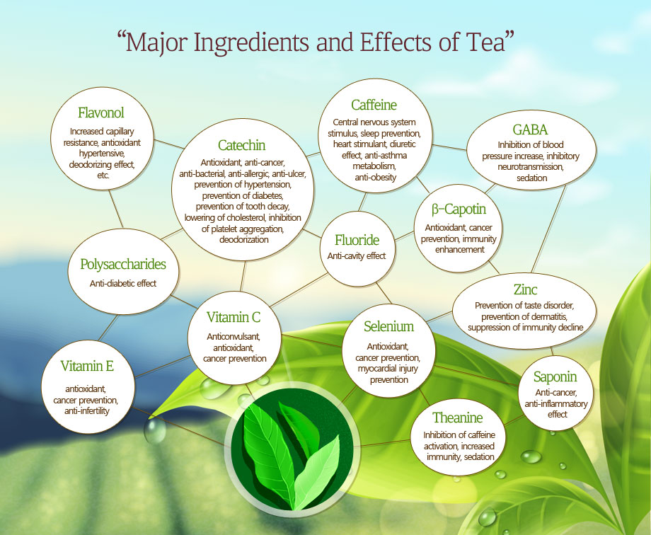 Major Ingredients and Effects of Tea