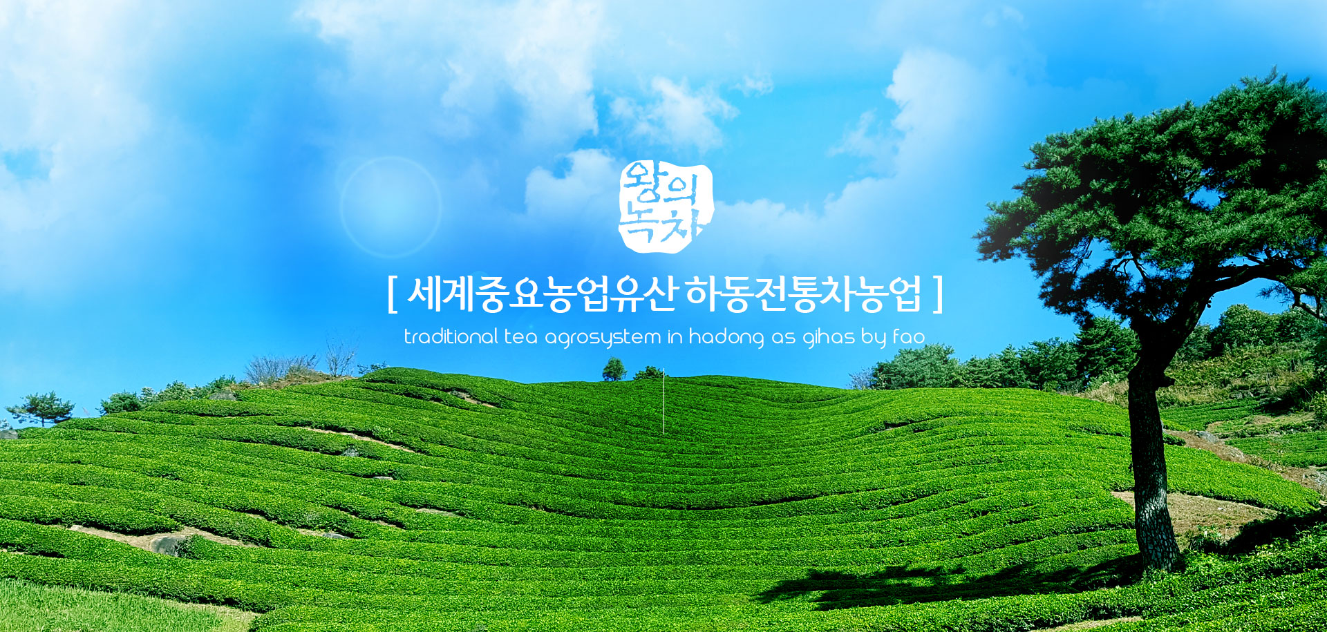 왕의녹차. [ 세계중요농업유산 하동전통차농업 ] Traditional tea agrosystem in hadong as GIHAS by FAO