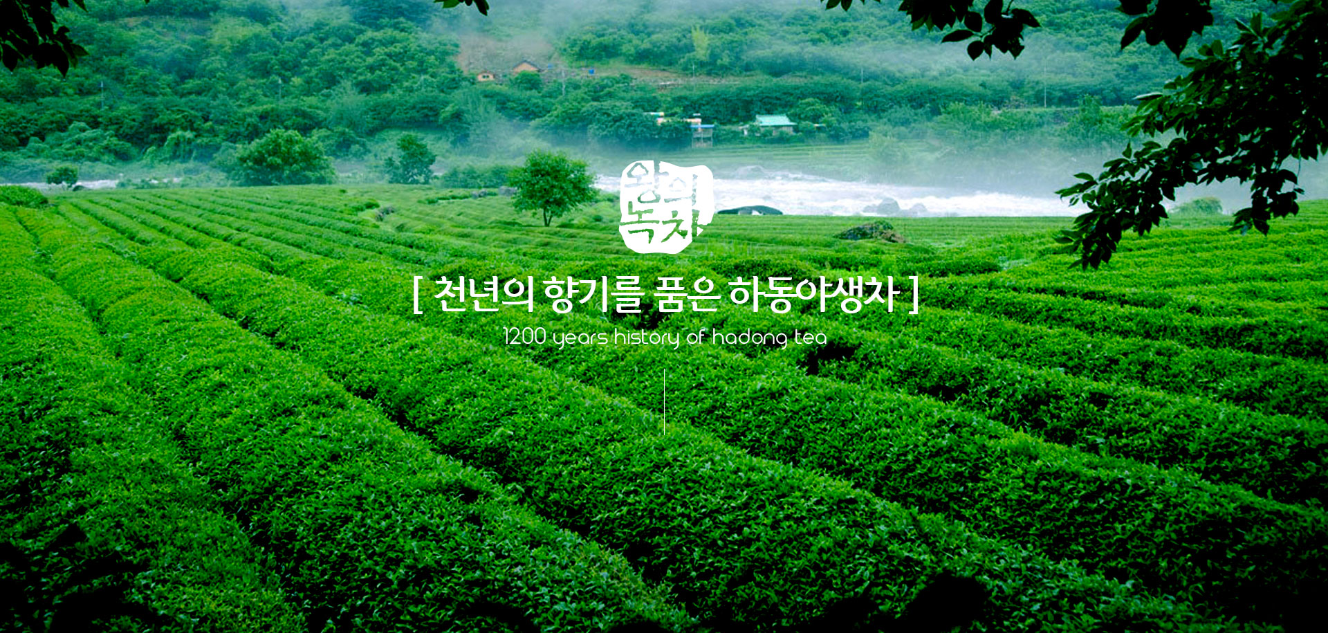 왕의녹차. [ 천년의 향기를 품은 하동야생차 ] 1200 years history of hadong tea