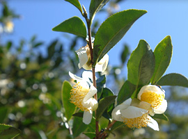 Camellia-Sinensis(L) 0, Kuntze (카멜리아 / 시네씬스(린네) / 오, 쿤츠)